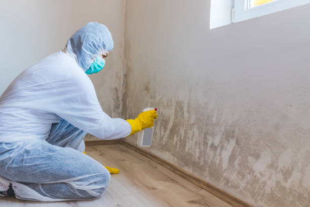 Black mold inspection in Durham