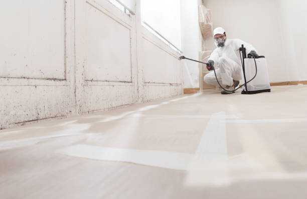 Black mold remediation team in Durham